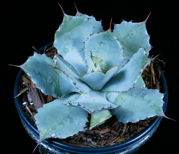 Agave guadalajarana – Tropiflora