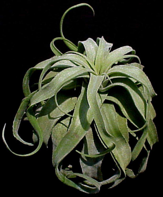 Tillandsia streptophylla Belize