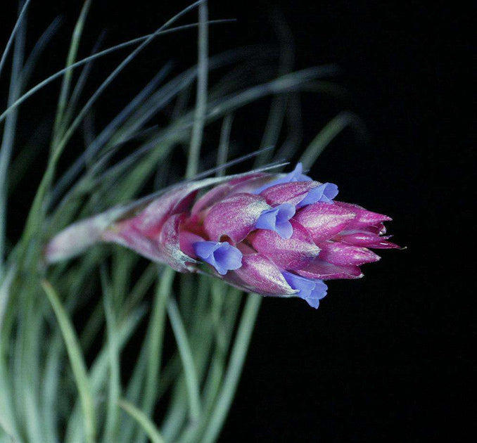 stricta soft leaf air plant Tillandsia stricta Soft Leaf form – Tropiflora