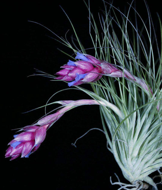 stricta soft leaf air plant Tillandsia stricta Soft Leaf form – Tropiflora