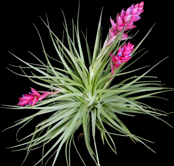 stricta hard leaf air plant Tillandsia Bulk Plants: Tillandsia stricta Hard Leaf (Minimum of 10)