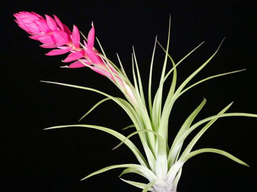 stricta hard leaf air plant Tillandsia Bulk Plants: Tillandsia stricta Hard Leaf (Minimum of 10) –  Tropiflora