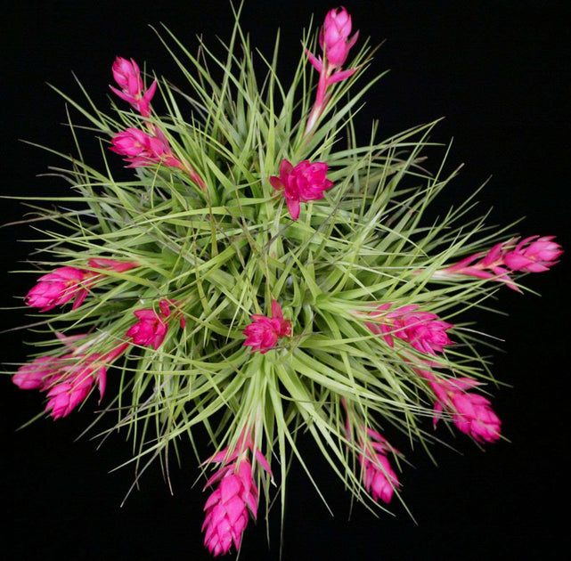 stricta hard leaf air plant Tillandsia Bulk Plants: Tillandsia stricta Hard Leaf (Minimum of 10) –  Tropiflora