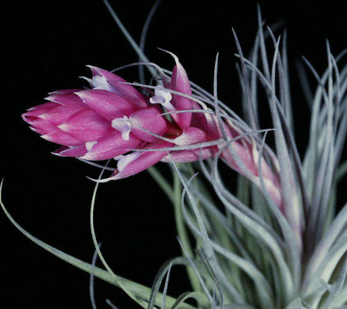 cotton candy air plant Tillandsia 'Cotton Candy' – Tropiflora