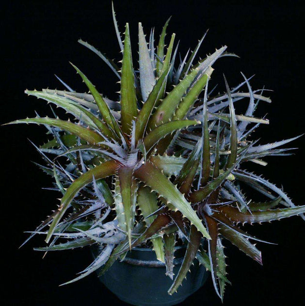 DBディッキア Dyckia fosteriana x platyphylla Dyckia fosteriana x platyphylla – Tropiflora