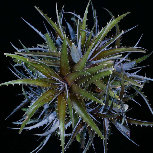 Dyckia fosteriana x platyphylla – Tropiflora