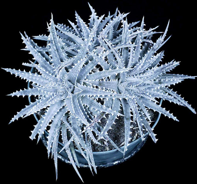 Dyckia fosteriana x platyphylla – Tropiflora