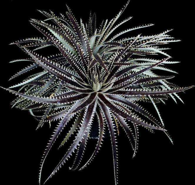 Dyckia 'Brittle Star' F2 clone #2 – Tropiflora