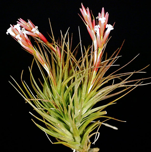tenuifolia air plant Tillandsia tenuifolia surinamensis 'Amethyst' – Tropiflora