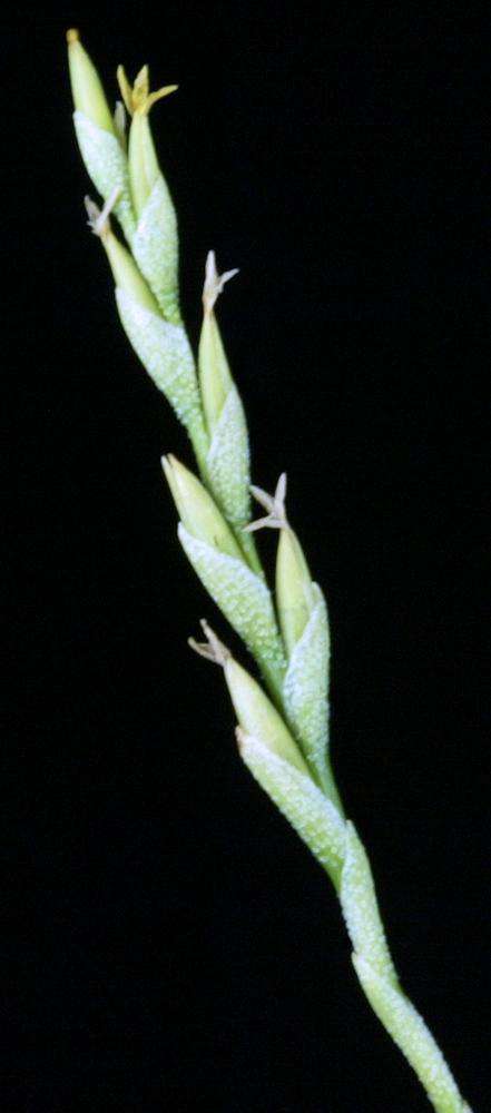 Tillandsia tricholepis - Tropiflora