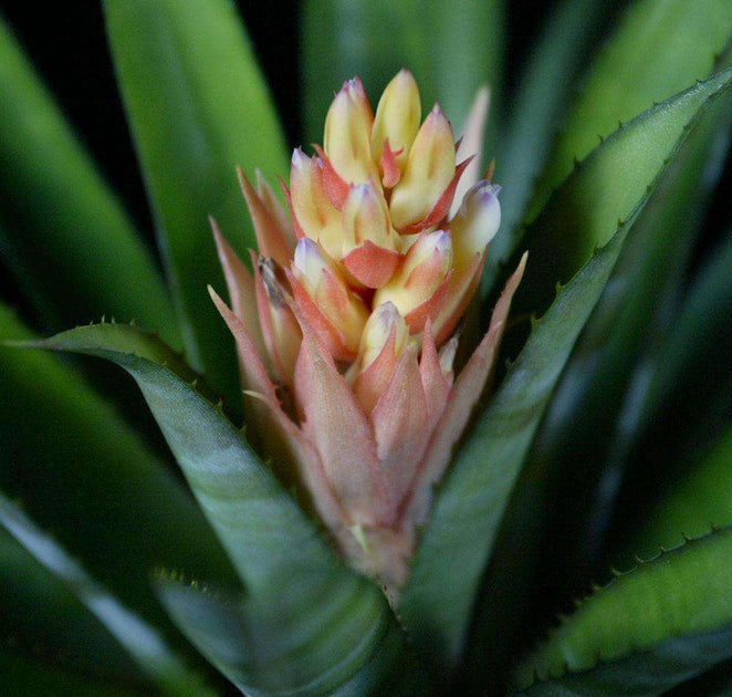 Aechmea 'Echidna' – エクメア・エチドナ　Aechmea \'Echidna\'