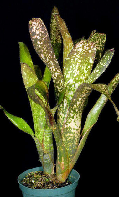 Billbergia 'Ole' – Tropiflora