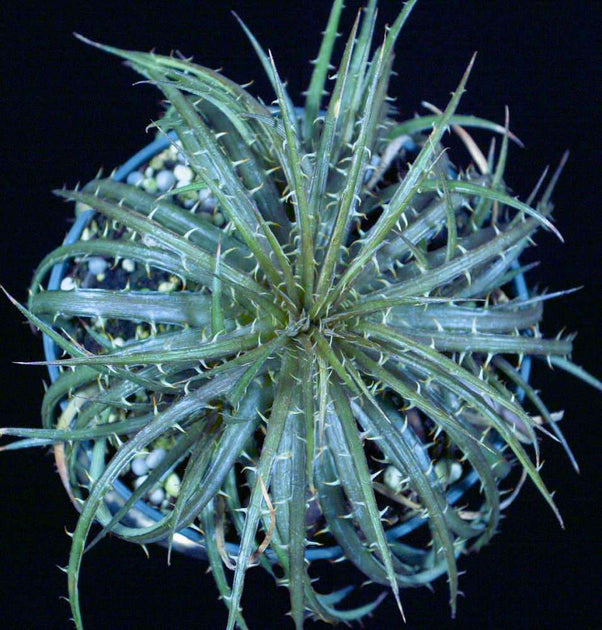 Dyckia dawsonii x choristaminea – Tropiflora Dyckia dawsonii x choristaminea – Tropiflora