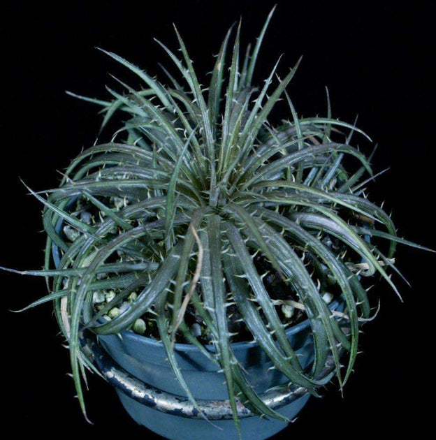 Dyckia dawsonii x choristaminea – Tropiflora