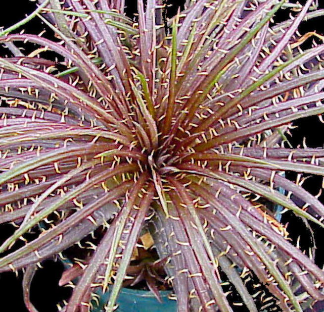 ディッキア ダウソニー Dyckia dawsonii from Berna ⑵ ディッキア・ダウソニー：Dyckia dawsonii Bill Baker's Clone