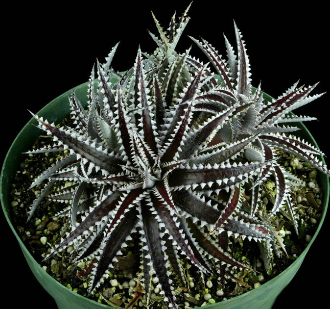 Dyckia 'Keswick' – Tropiflora
