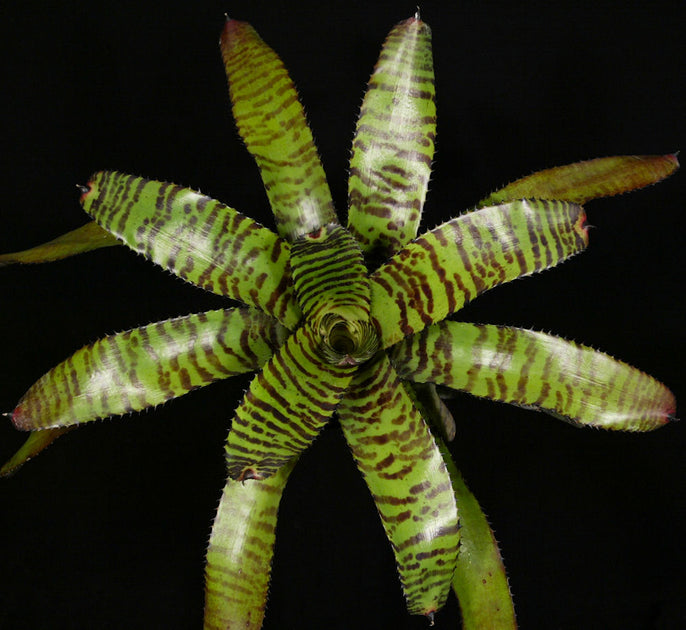Neoregelia 'Norman Bates' – Tropiflora