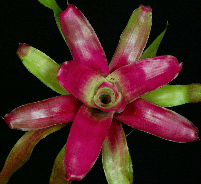 Neoregelia Shocking Pinjk Albo - メルカリ