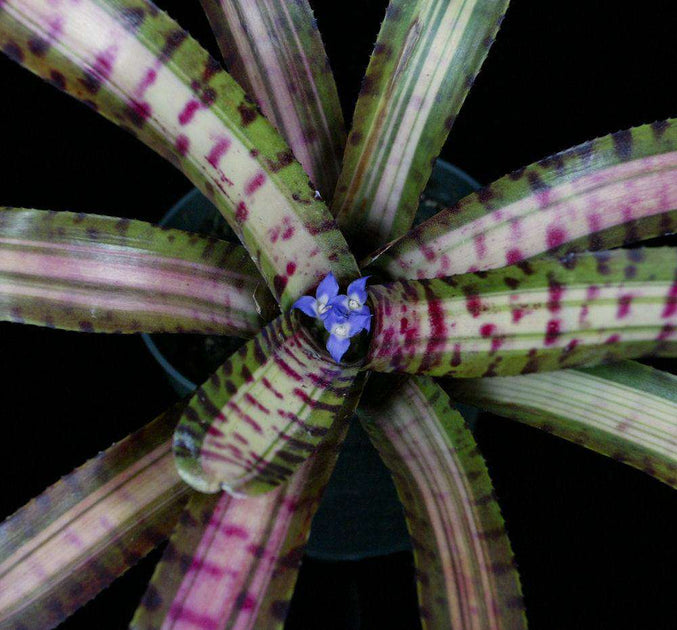 Live Neoregelia PALMARES Bromeliad Pup - Tropical Indoor/Outdoor Plant - Multicolor