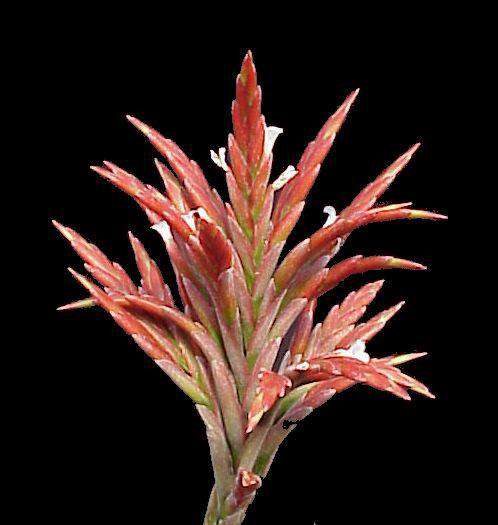 チランジア　ロゼイフローラ×ベルニコーサ Tillandsia Tillandsia roseiflora × vernicosa Tillandsia チランジア