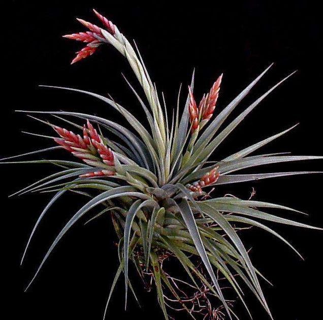 vernicosa air plant Tillandsia Bulk Plants: Tillandsia vernicosa (Minimum of 10) – Tropiflora