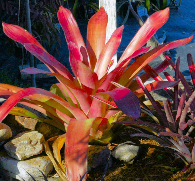 aechmea dean philodendron x Androlaechmea 'Dean'