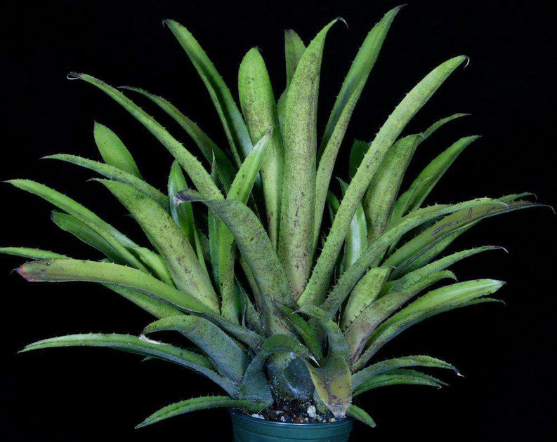 Hohenbergia vestita × sp. 357 H215 Hohenbergia species (sp. 357) - Bird Rock Tropicals