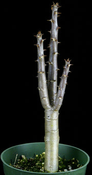 Pachypodium rutenbergianum v. meridionale
