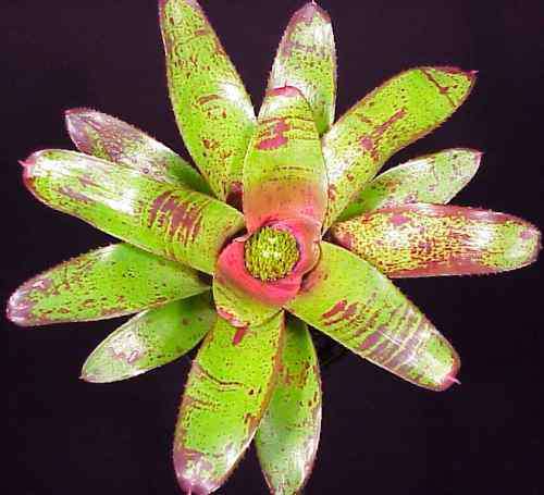 Neoregelia olens x concentrica 'Fairchild' – Tropiflora