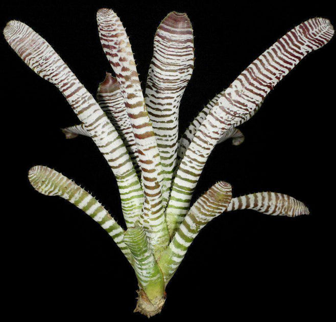 352-Aechmea-chantinii-DeLeon.