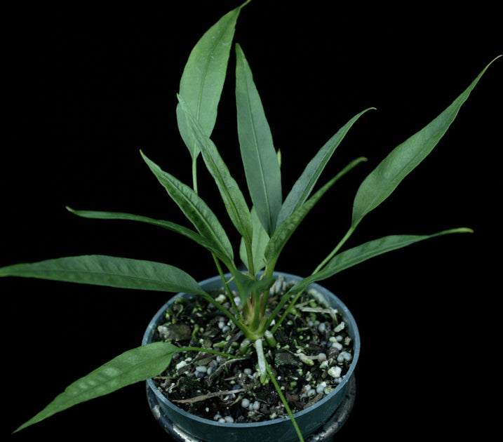 anthurium fornicifolium Anthurium fornicifolium SEL82-0565