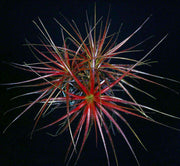 Orthophytum 'Blaze' - Tropiflora