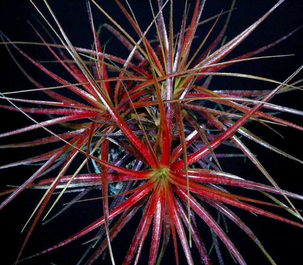 Orthophytum 'Blaze' - Tropiflora