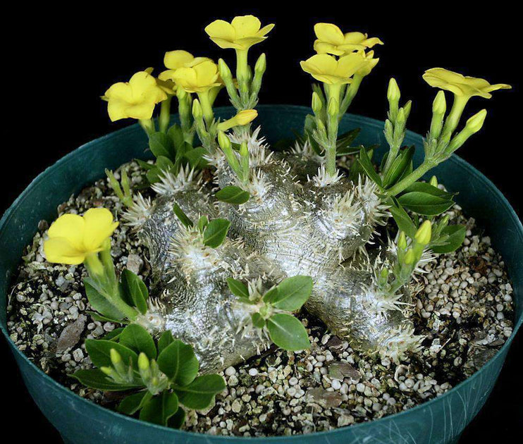 Pachypodium Brevicaule For Sale | Žemasis tukvis | Planet Desert