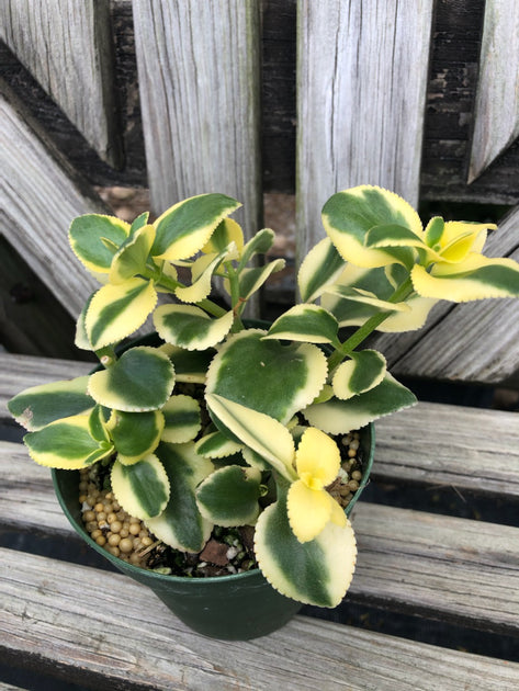 crassula sarmentosa f variegata Crassula sarmentosa 'Comet' – Tropiflora