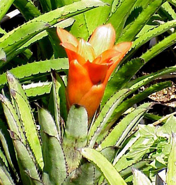 Canistrum triangulare – Tropiflora