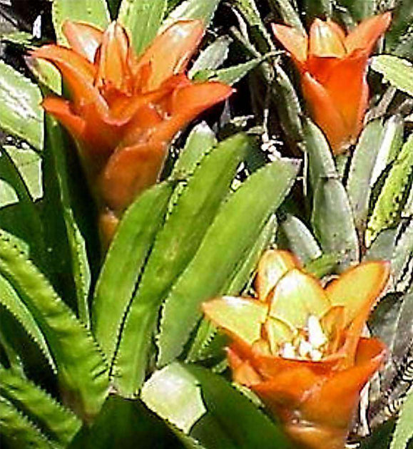 Canistrum triangulare – Tropiflora