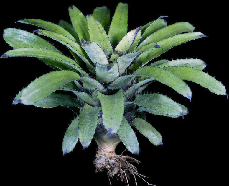 Canistrum triangulare – Tropiflora
