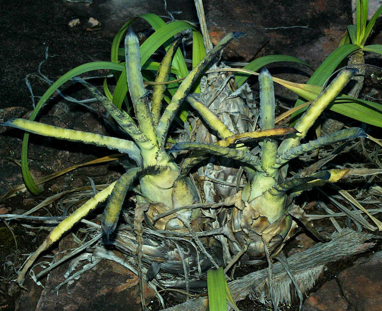 Hohenbergia pennae Palmeiras – Tropiflora