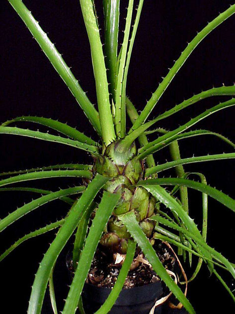 Aechmea egleriana – Tropiflora