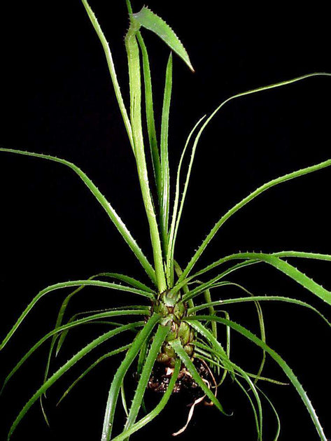 Aechmea egleriana – Tropiflora