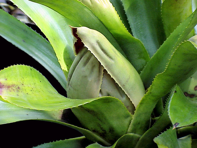 aechmea brassicoides エクメア　ブラシコイデス Aechmea brassicoides – Tropiflora