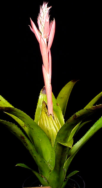 aechmea brassicoides エクメア　ブラシコイデス Aechmea brassicoides – Tropiflora