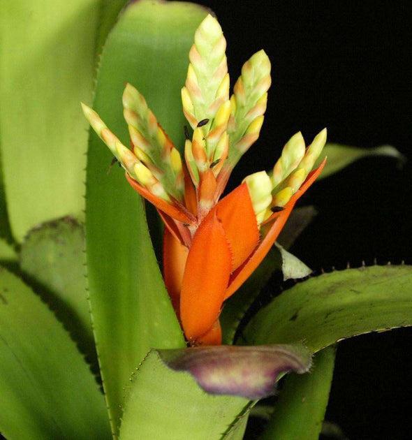 Aechmea 'Jack' – Tropiflora