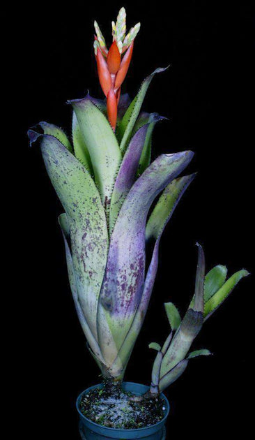ブロメリア・エアープランツ Aechmea Brevicollis x Jack Aechmea 'Jack' – Tropiflora