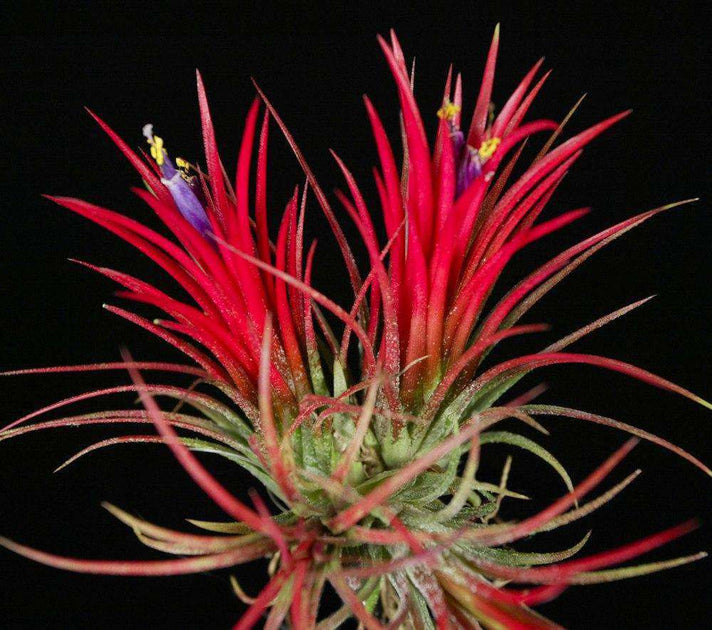 Tillandsia Bulk Plants: Tillandsia ionantha 'Fuego' (Minimum of 10