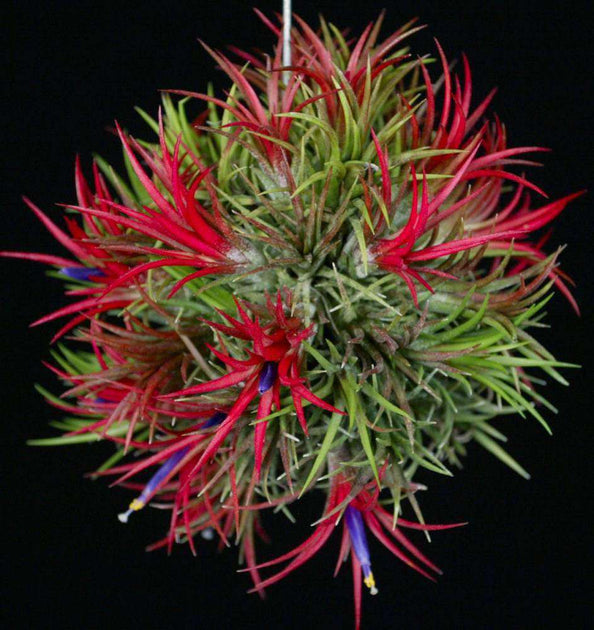 Tillandsia ionantha 'Fuego' – Tropiflora
