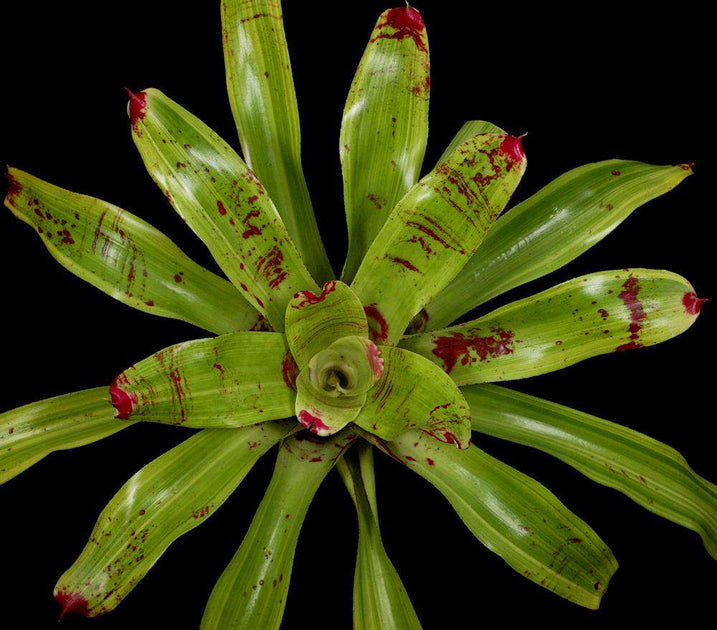 Neoregelia Johannis