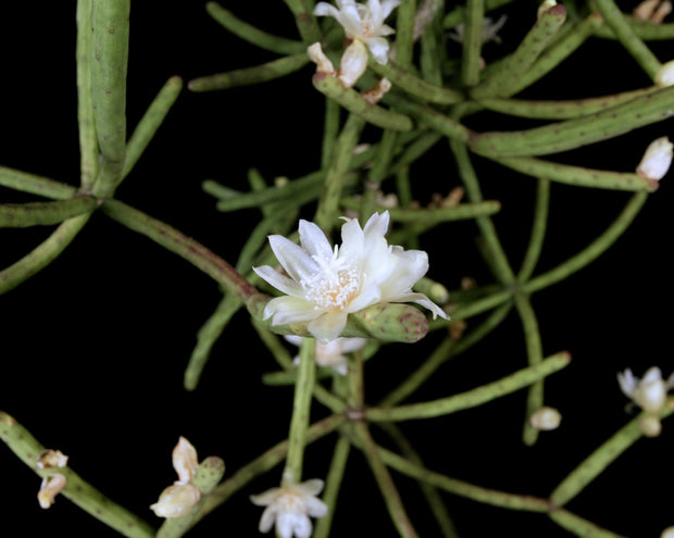 Rhipsalis floccosa ssp. pulvinigera