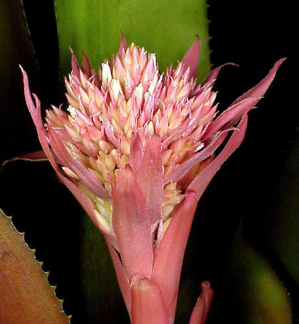 Aechmea gigantea – Tropiflora Aechmea gigantea – Tropiflora